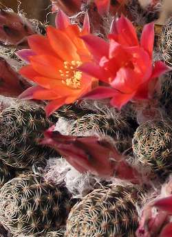 (Rebutia steinmannii)