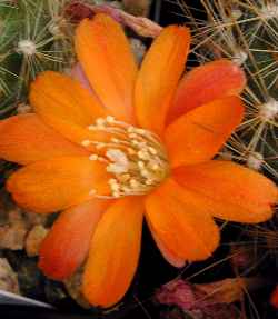 (Rebutia fiebrigii)