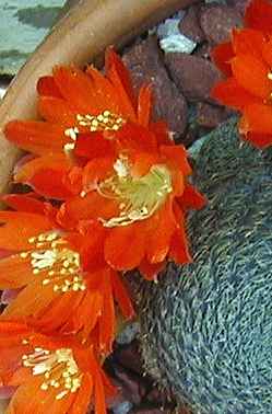 (Rebutia heliosa)