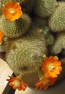 (Rebutia spinosissima)