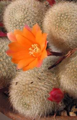 (Rebutia spinosissima)