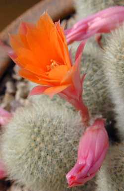 (Rebutia spinosissima)