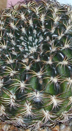 (Rebutia mentosa)