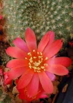 Red Crown Cactus(Rebutia minuscula)