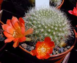 Red Crown Cactus(Rebutia minuscula)