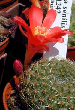 Red Crown Cactus(Rebutia minuscula)