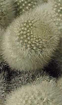 (Rebutia muscula)