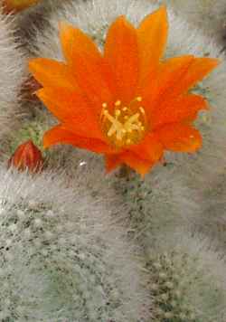 (Rebutia muscula)