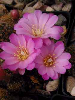 (Rebutia perplexa)