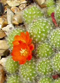 (Rebutia pulvinosa)