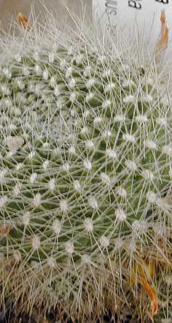 (Rebutia xanthocarpa var. salmonea )