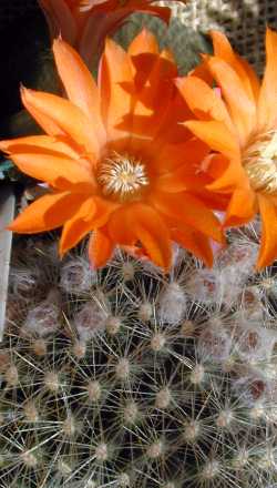 (Rebutia tropaeolipicta)