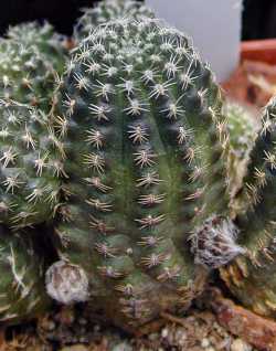 (Rebutia tropaeolipicta)