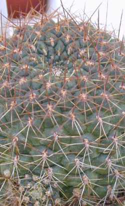 (Rebutia tuberosa)