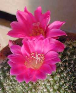 (Rebutia minuscula var. violaciflora )