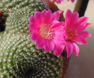 (Rebutia minuscula var. violaciflora )