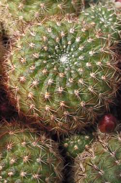 (Rebutia spegazziniana)