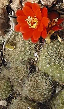 (Rebutia xanthocarpa)