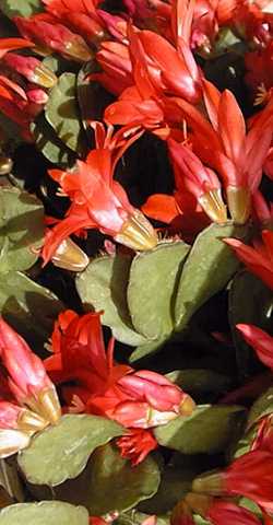 Easter Cactus(Hatiora gaertneri)