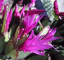 Easter Cactus(Hatiora gaertneri)