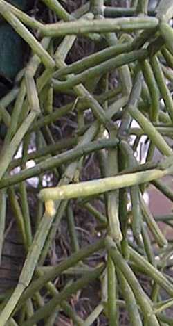 Mistletoe Cactus(Rhipsalis baccifera)