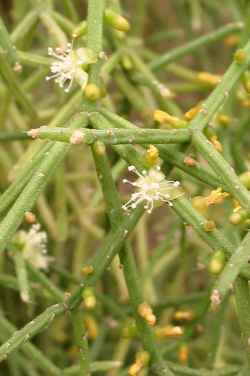 Mistletoe Cactus(Rhipsalis baccifera)