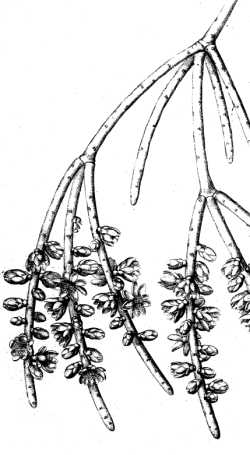 (Rhipsalis grandiflora)