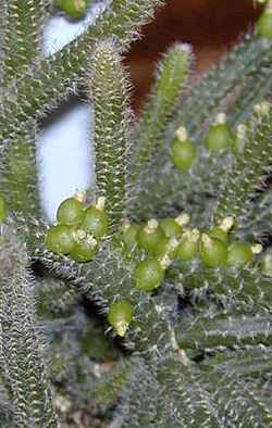 (Rhipsalis baccifera ssp. horrida )