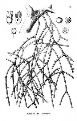 (Rhipsalis lindbergiana)
