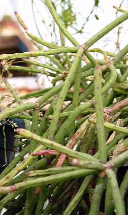 (Rhipsalis neves-armondii)