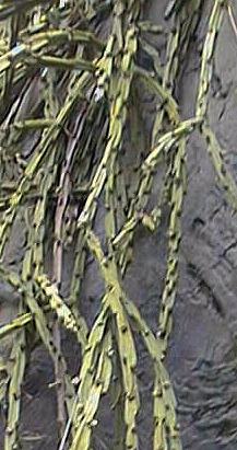 Chain Rhipsalis(Rhipsalis paradoxa)