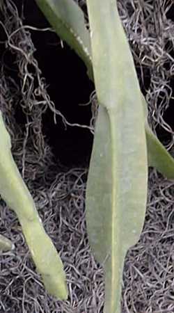 Chain Rhipsalis(Rhipsalis paradoxa)