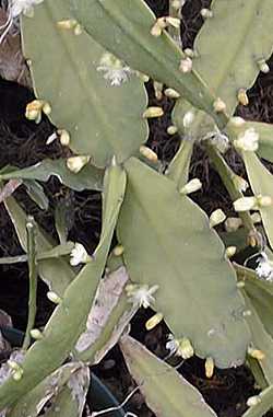 (Rhipsalis rhombea)