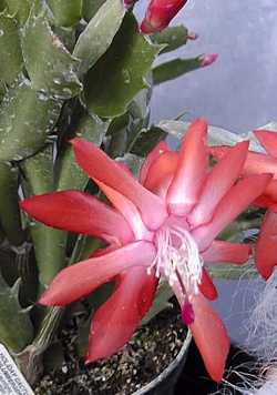 Christmas Cactus, Holiday Cactus(Schlumbergera 'Thoralise')