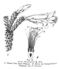 (Schlumbergera microsphaerica)