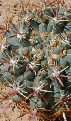 Chihuahuan Fishhook Cactus(Sclerocactus uncinatus)