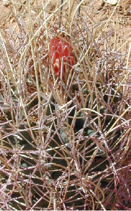 Chihuahuan Fishhook Cactus(Sclerocactus uncinatus)