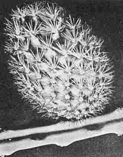 (Selenicereus macdonaldiae)