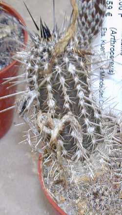 (Echinopsis mirabilis)