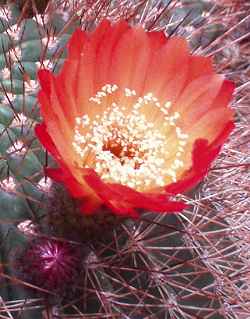 (Echinopsis bruchii)