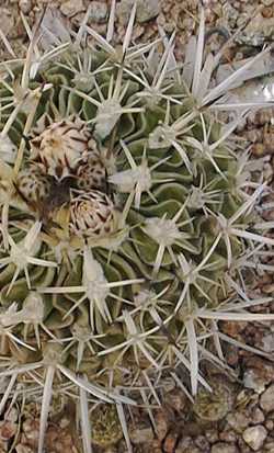 (Stenocactus crispatus)