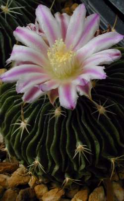 Brain Cactus(Stenocactus multicostatus)