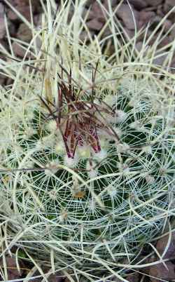 (Stenocactus ochoterenanus)