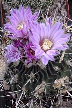 (Stenocactus obvallatus)