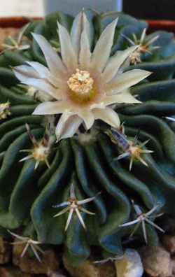 (Stenocactus phyllacanthus)