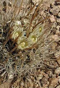 (Stenocactus vaupelianus)