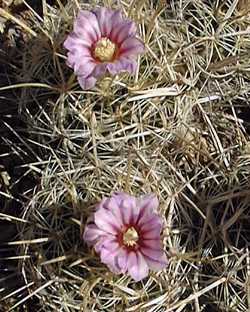 (Stenocactus vaupelianus)