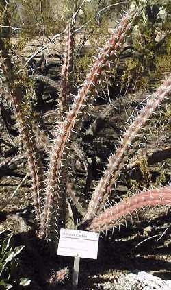 Octopus Cactus(Stenocereus alamosensis)