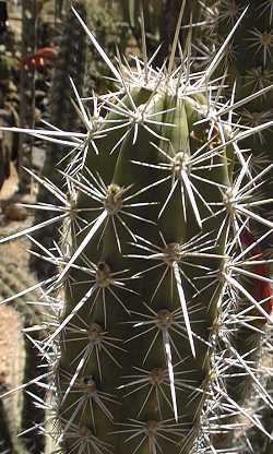 Octopus Cactus(Stenocereus alamosensis)