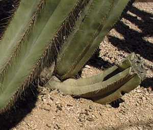 Candelabra(Isolatocereus dumortieri)